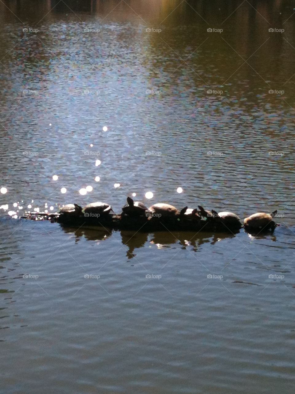 Turtles on log