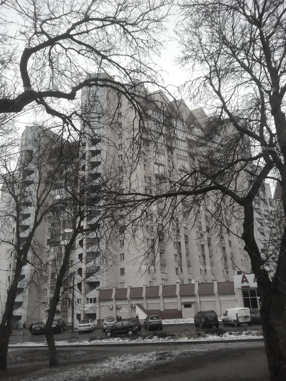 Tree, Winter, No Person, Street, Wood