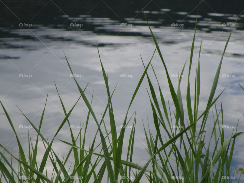 Grass on a lake