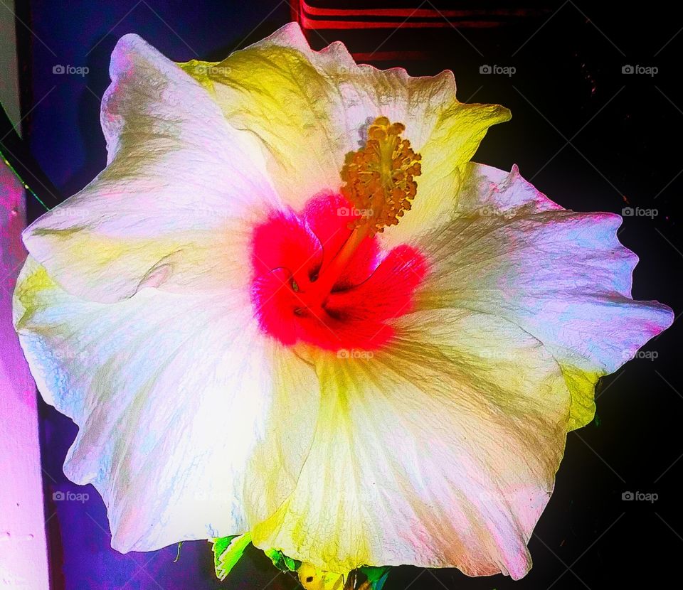 tropical hibiscus