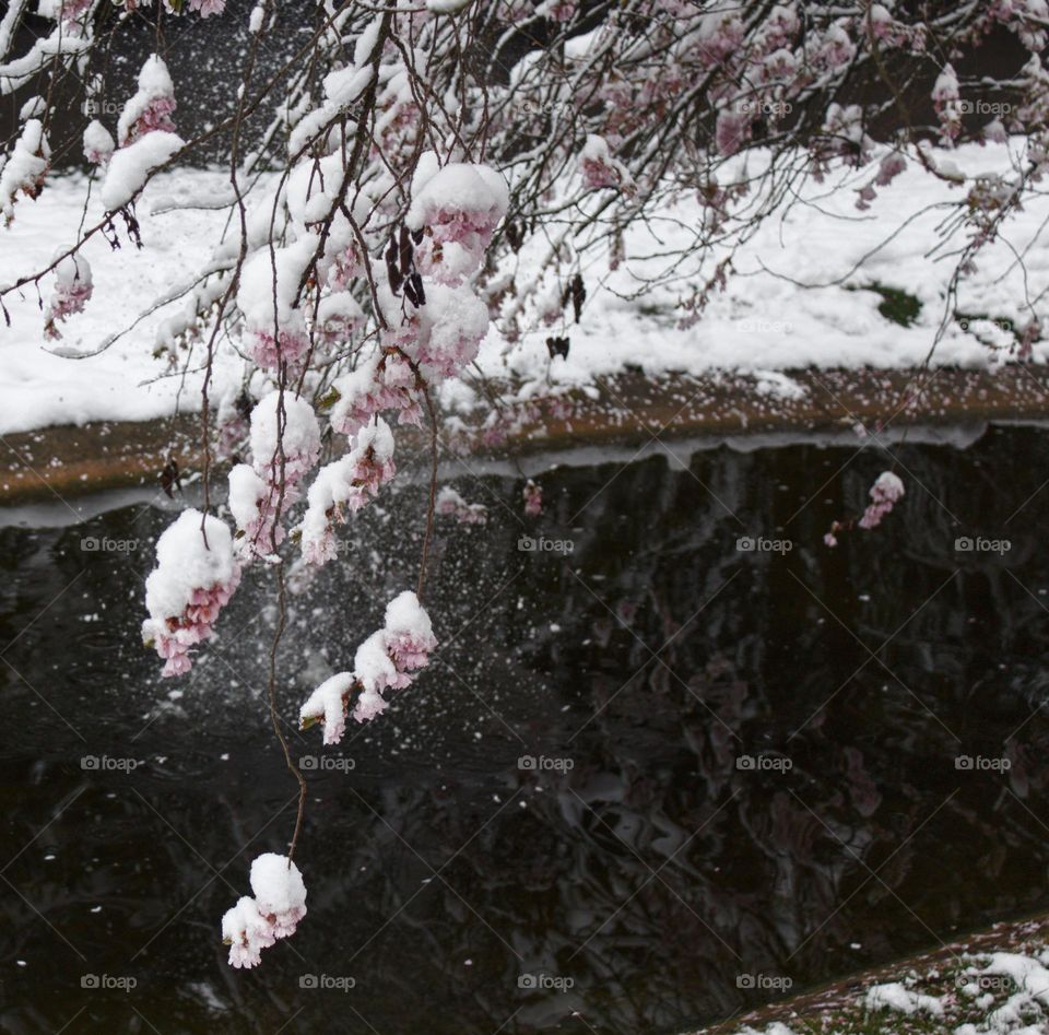 Magnolia branch covered in snow hanging above a lake and being shaken so that the snow falls.