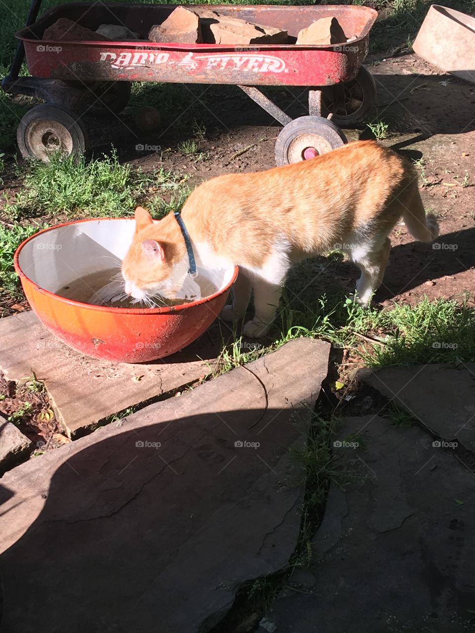 Rain water in the bowl that’s what my Tom cats drinking. Dogs outside drinking bowl.