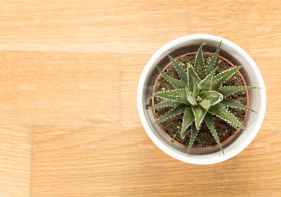 Haworthia (Zebra Cactus) Succulent Window Plant In Pot Isolated In Wooden Background