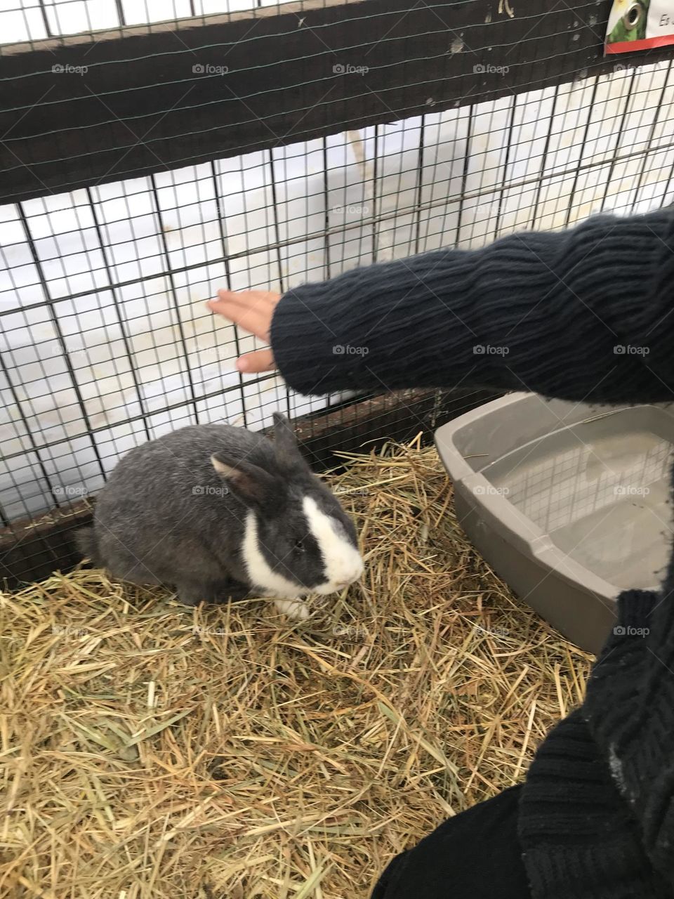 Rabbit and hand