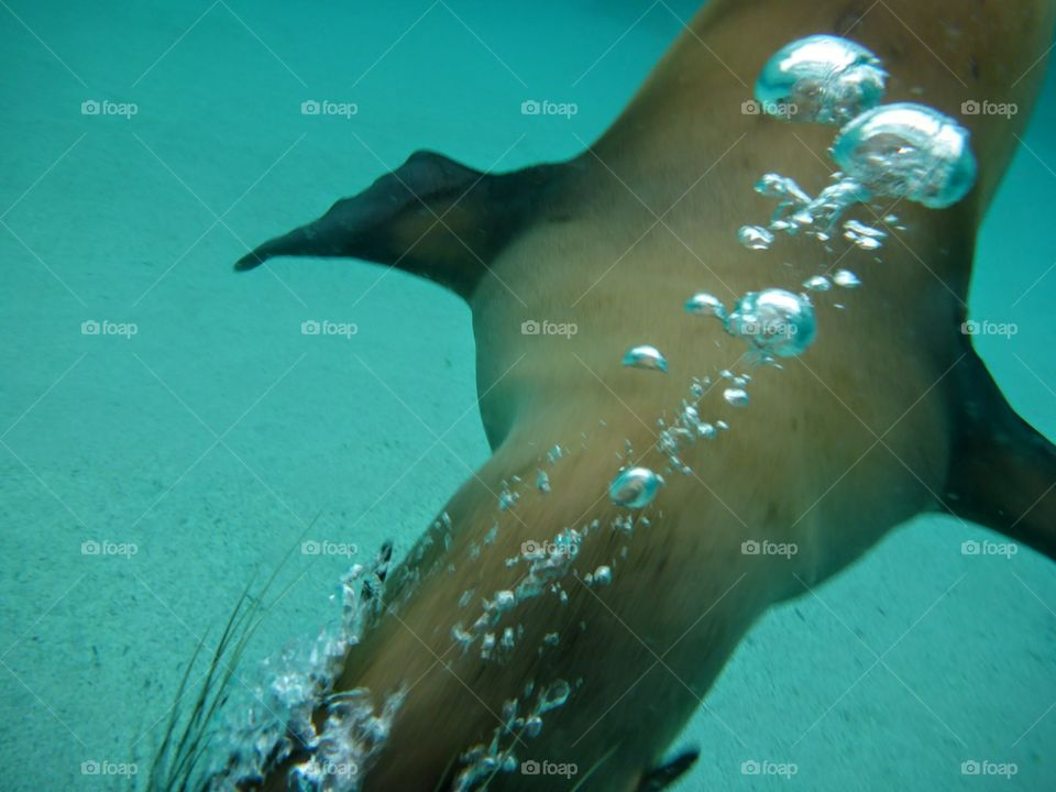 Galapagos sea lion