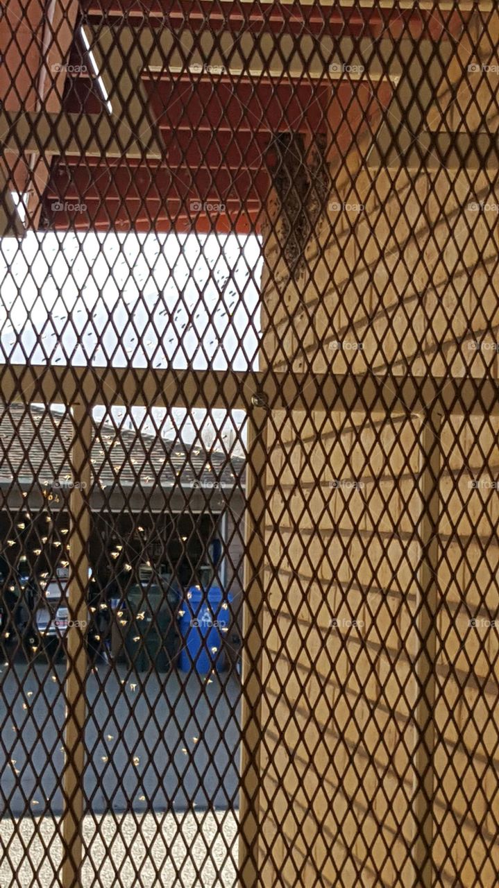 bees beginning to swarm my house