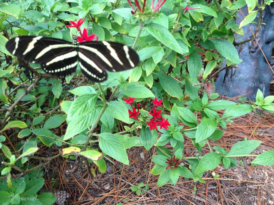 Zebra long wing