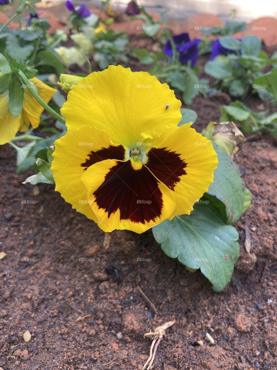 🌹 🇺🇸 Very beautiful flowers to brighten our day.  Live nature and its beauty. Did you like the delicate petals? / 🇧🇷 Flores muito bonitas para alegrar nosso dia. Viva a natureza e sua beleza. Gostaram das pétalas delicadas? 
