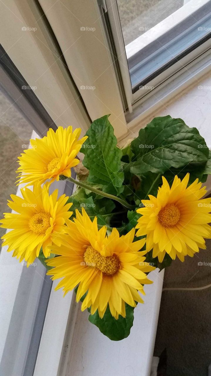 Siamese Twins Conjoined Yellow Flower