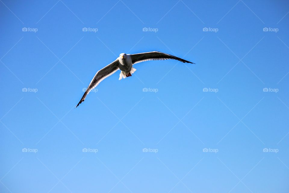 Seagull