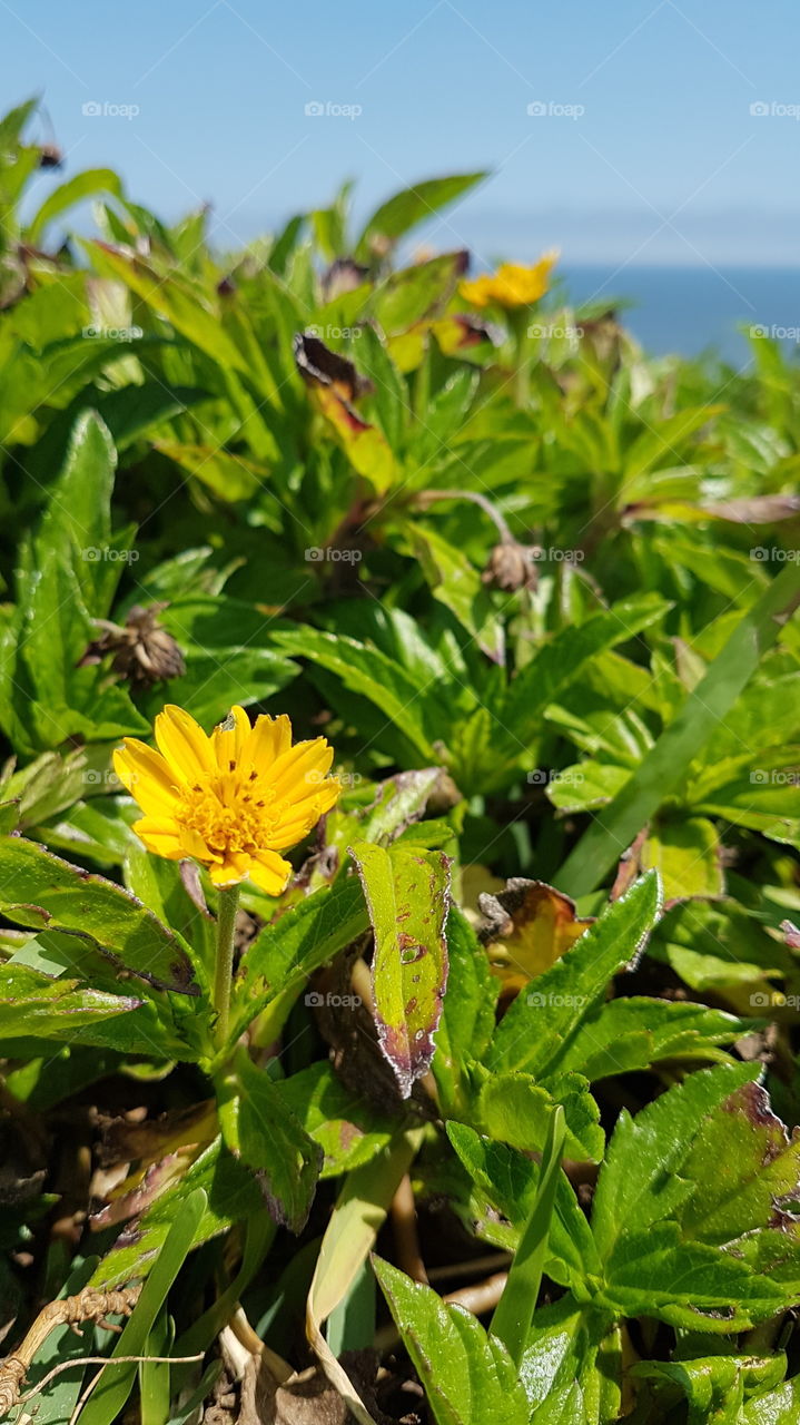 Nature, Leaf, Flora, Summer, No Person