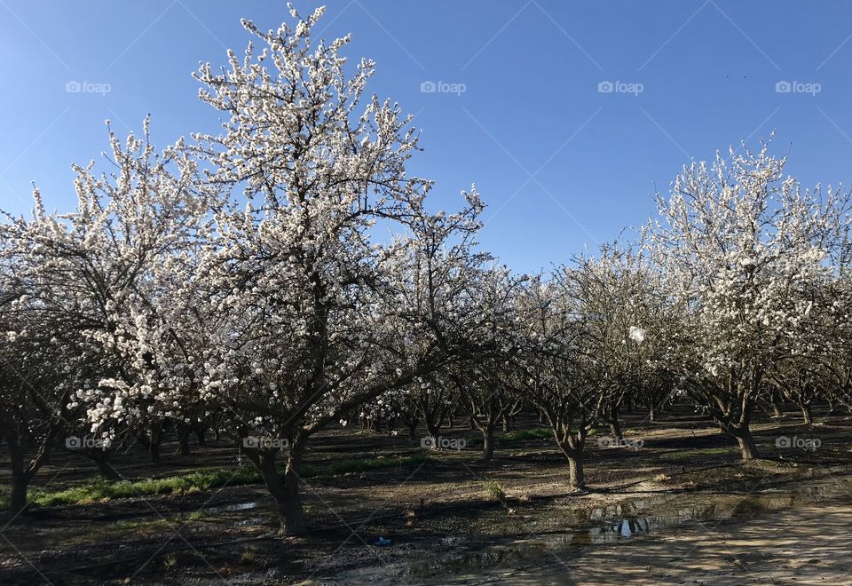 Almond orchards in bloom, central California 