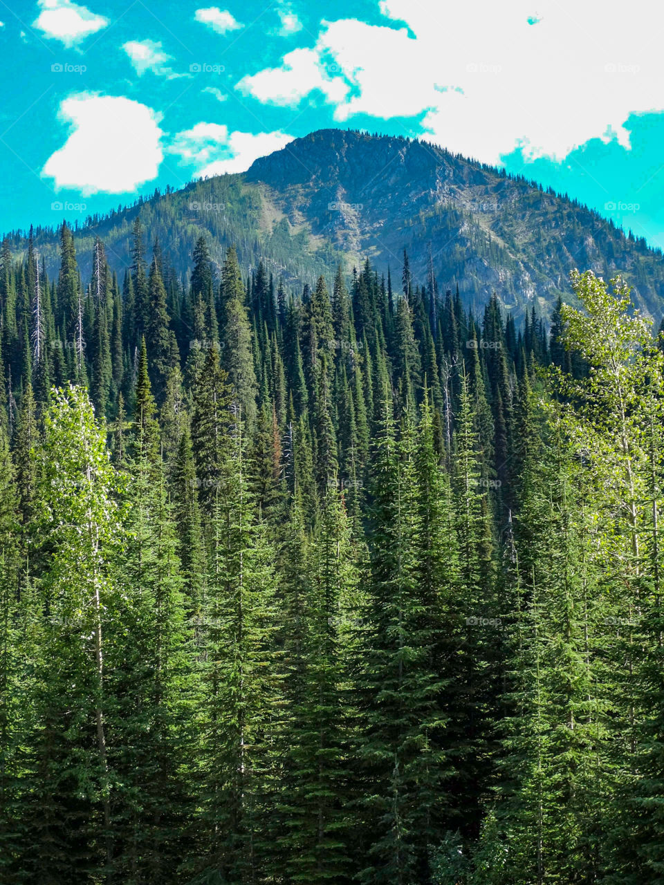 A pine forest draping the base of a mountain peak in Glacier National Park.