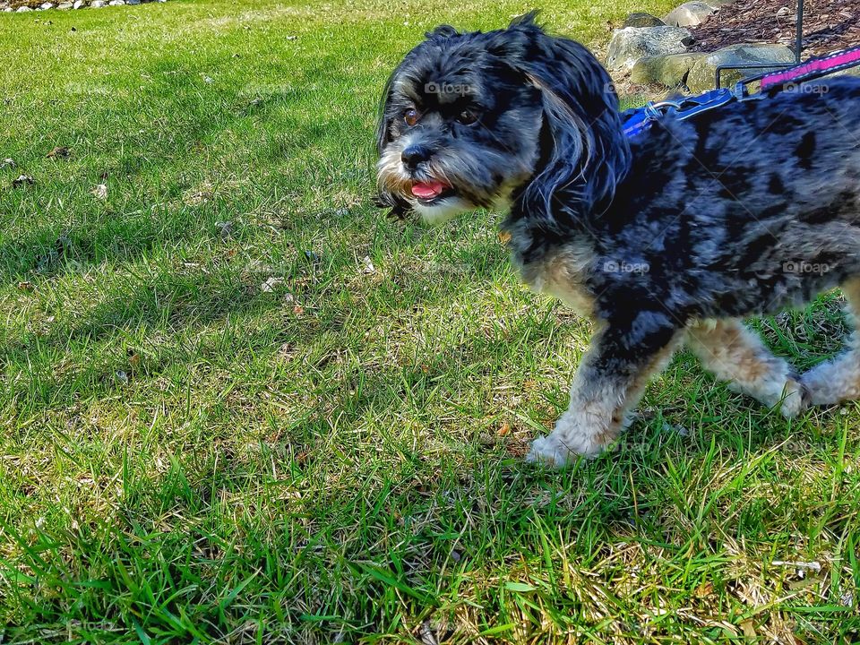 Close-up of puppy walking on grass