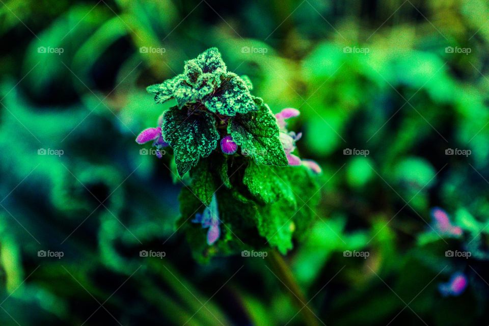 frosty tipped plant growing in the early spring