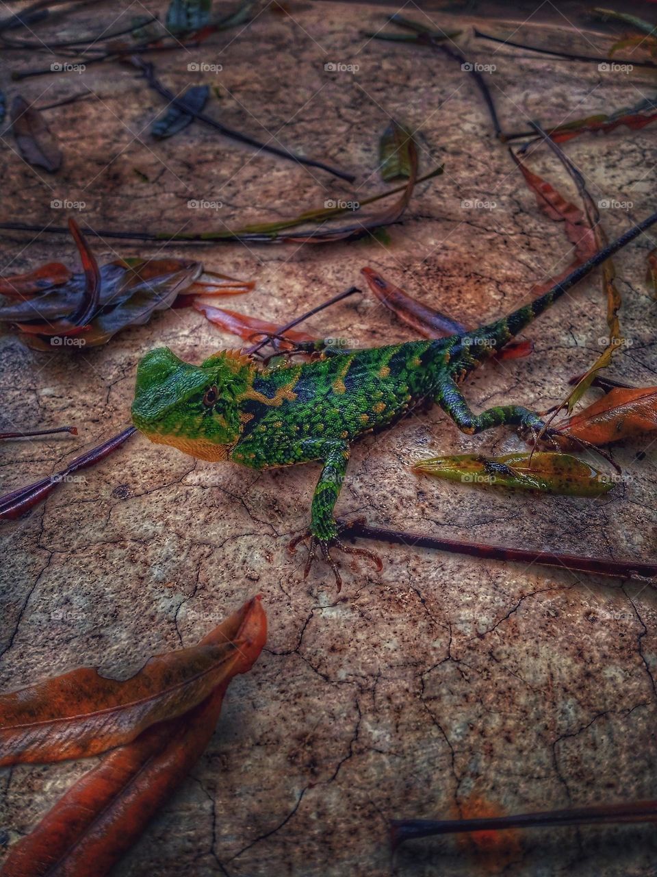 chameleon photo