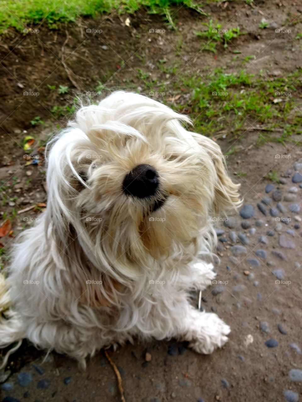 Dog in Ecuador