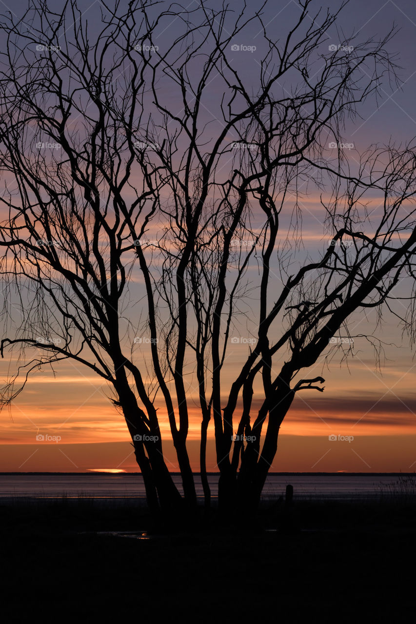 Lonely tree in sunset