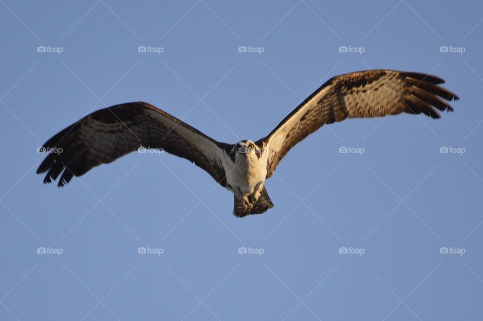 View of bird in sky