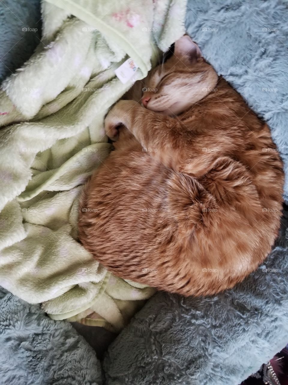 Cat cuddling himself