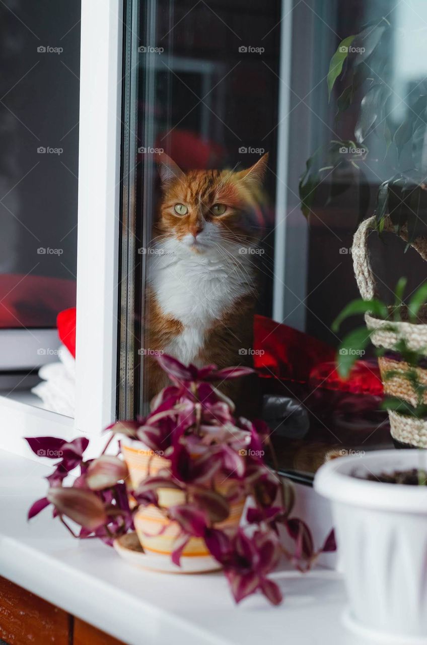 Red cat is resting on the windowsill.