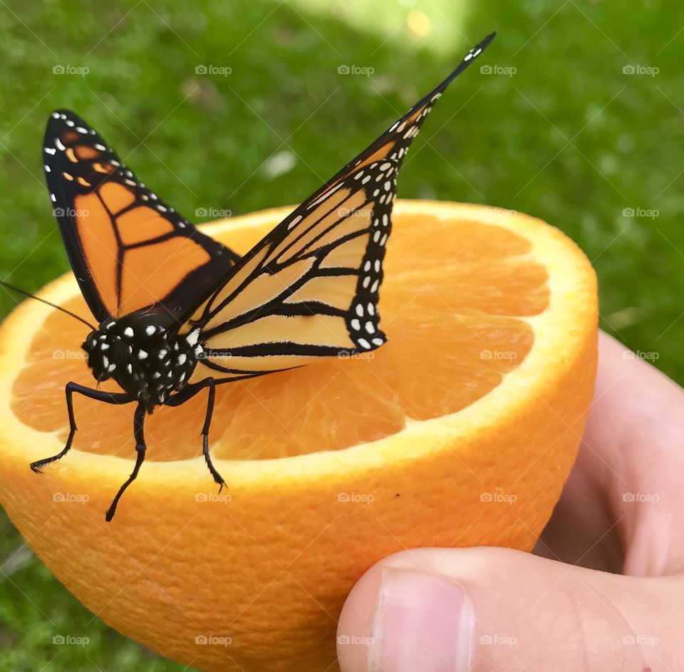 Raising Monarch Butterflies 