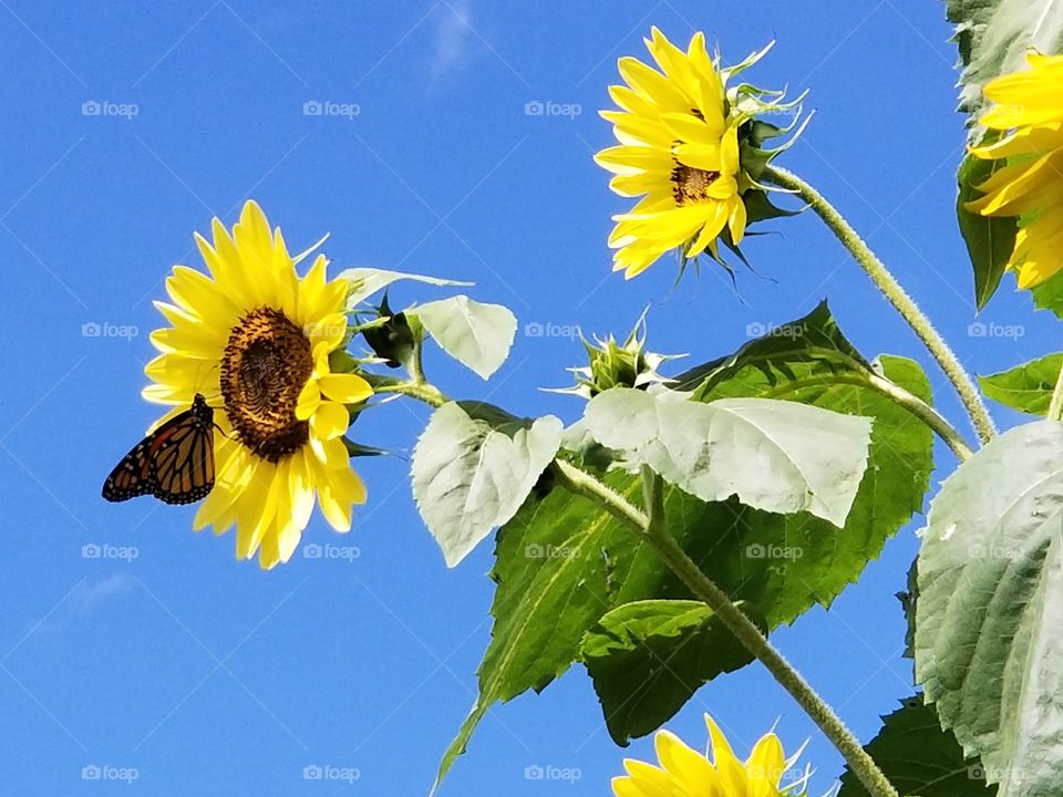 A busy Butterfly and sunny sunflowers