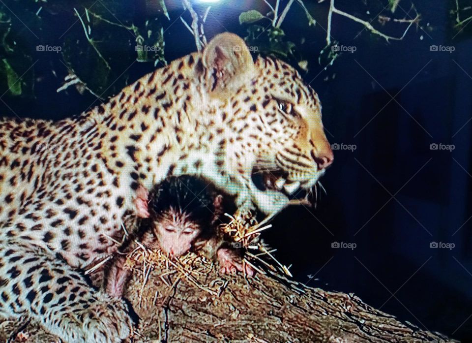a tiger with à little monkey