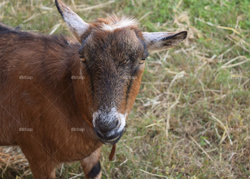 Close-up of goat in farm