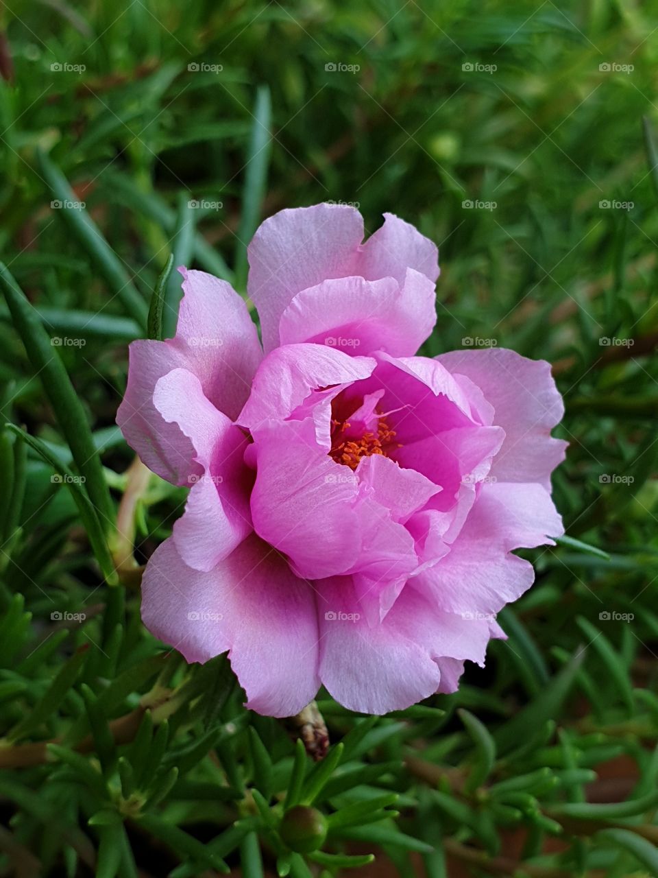 beautiful rain lilly