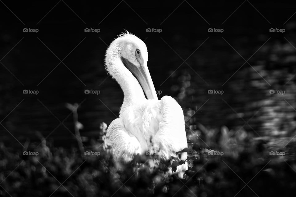 black and white photo of white pelican