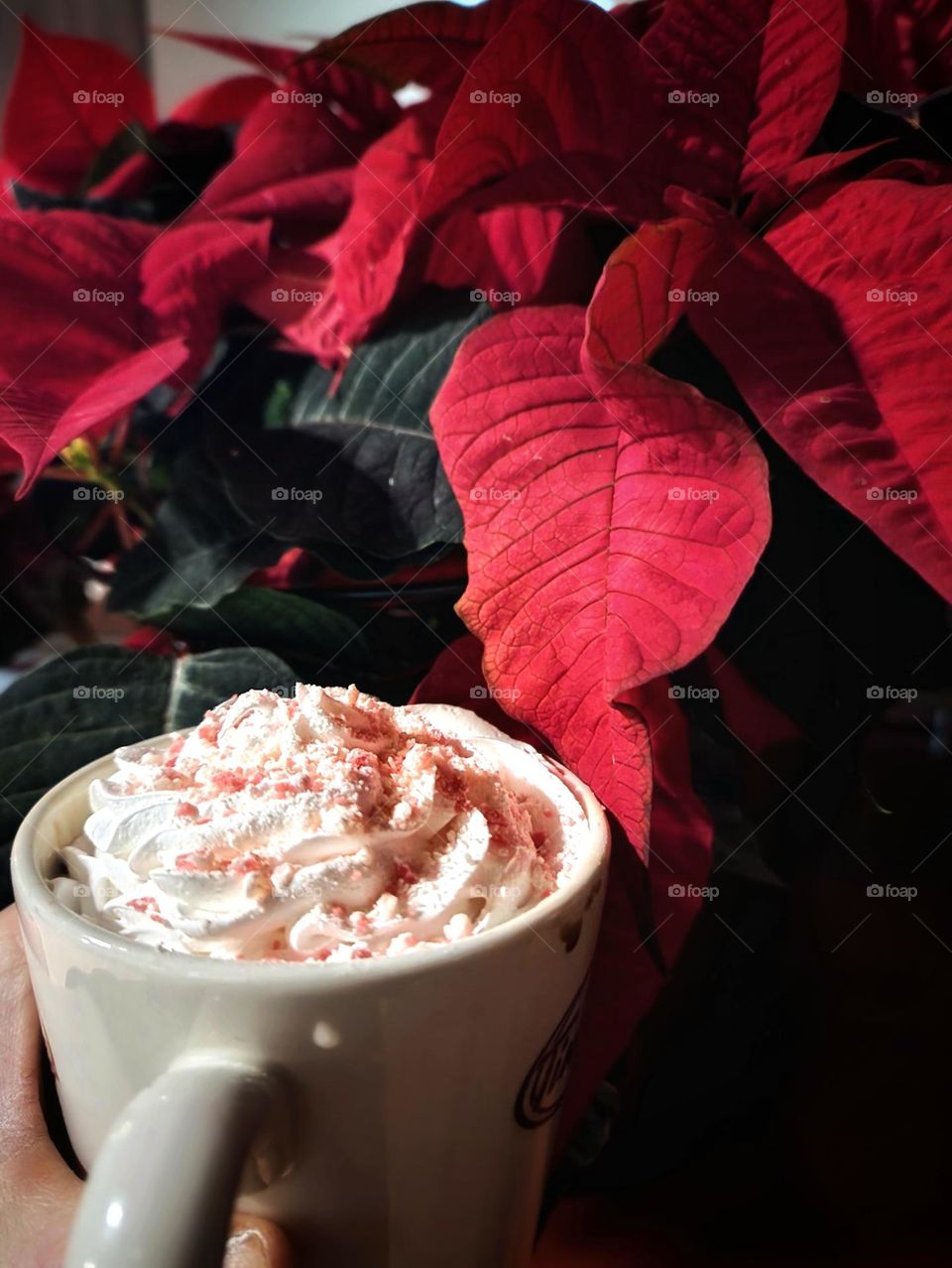 Candycane hot chocolate with a poinsettia background.