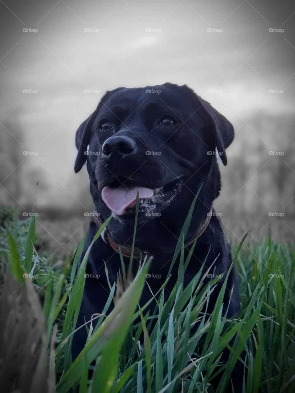 black Labrador