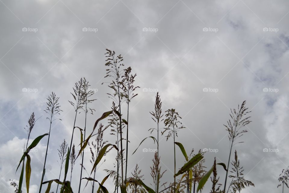 Tall empty cornstalks standing up in front of a grey cloudy sky