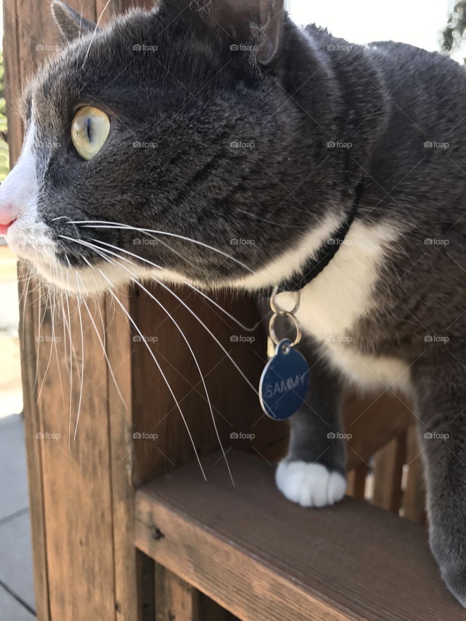 Sammy enjoying the fresh air