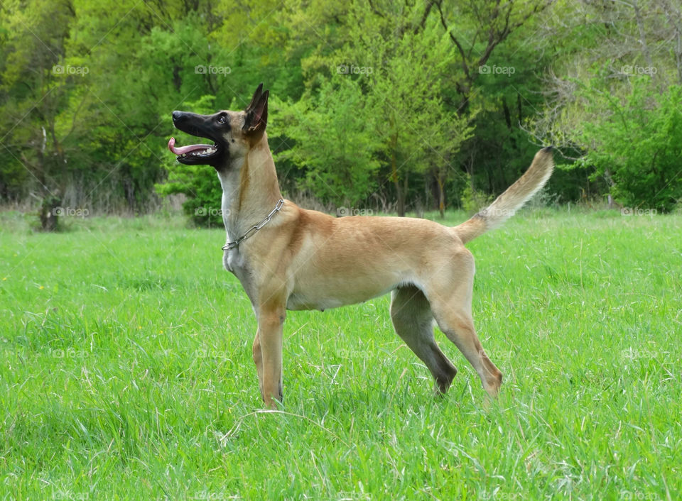 Belgian shepherd malinois dog