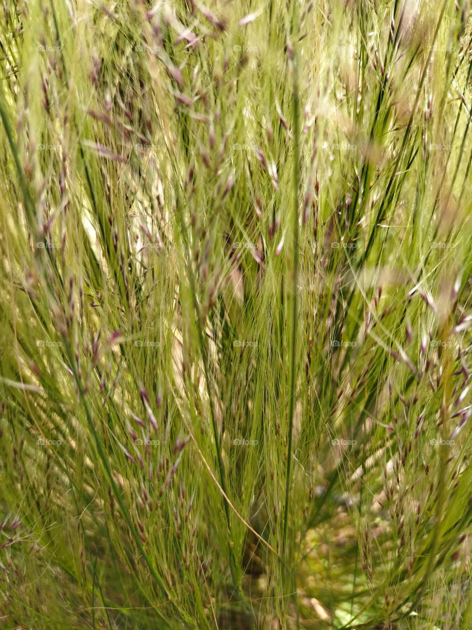 plant living
