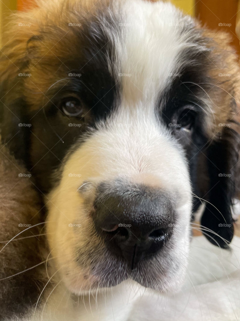 The look of love - Saint Bernard puppy close up 