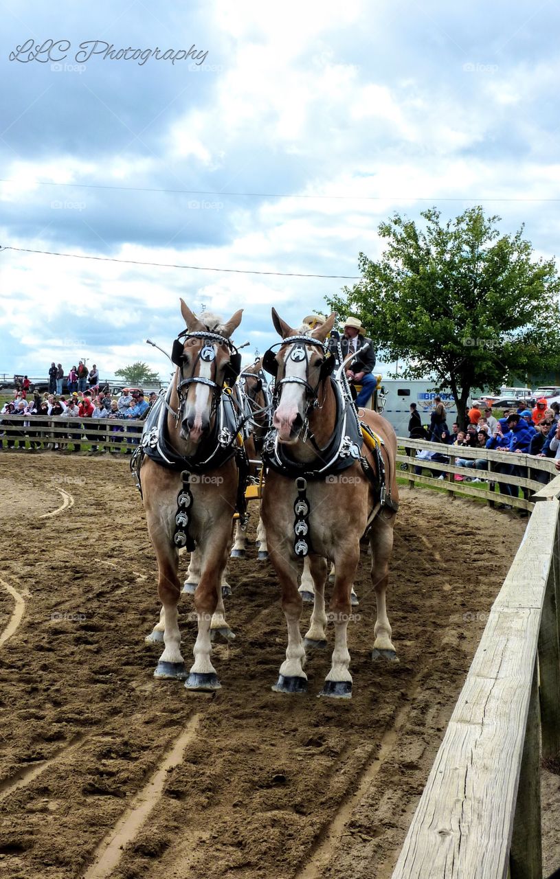 Canfield Fair in Ohio