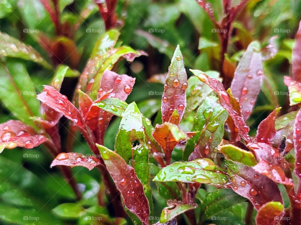 Sprouting wet red and green foliage leaves of the Gaura plant after a spring shower.