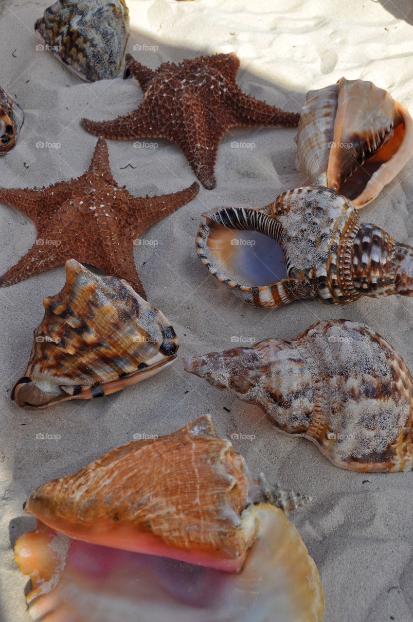 tropical shells on Dominican Republic beach