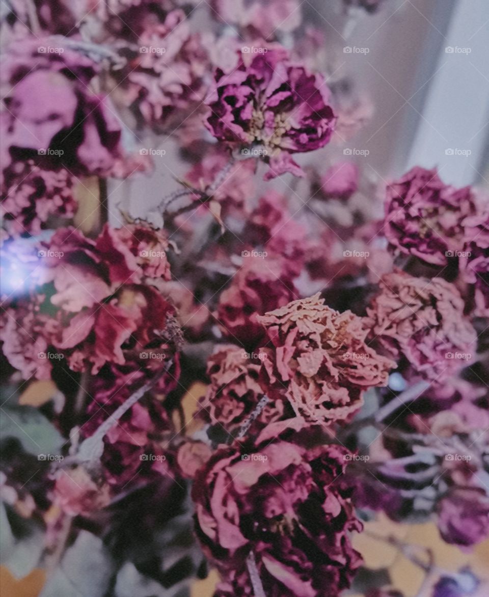 Flower,, 🌿🌺🌹❤️🌼