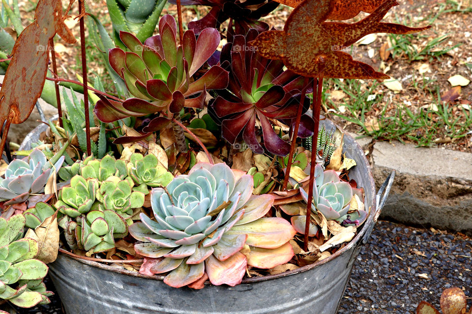 Nature, Flora, Flower, Pot, Garden