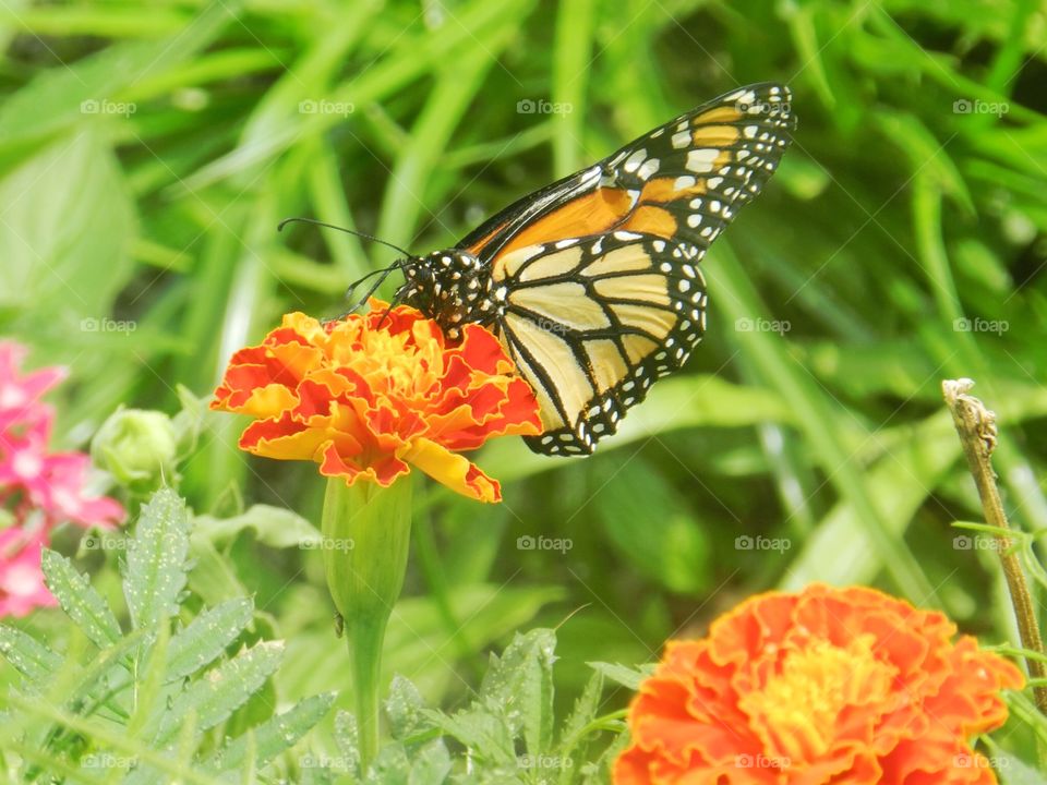 Nature, Summer, Butterfly, Flower, Flora