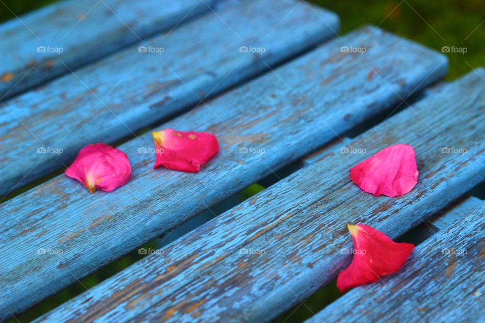 rose petals on blue summer bench 