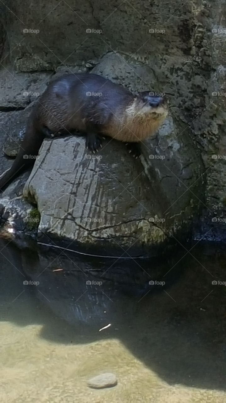 Otter time