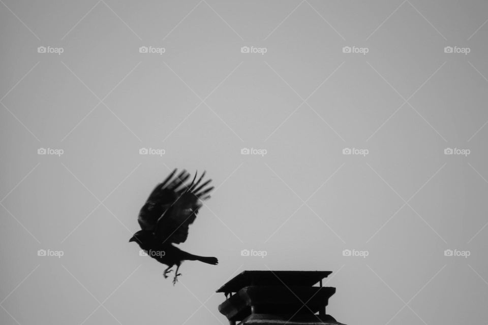 Silhouette of a raven flying away from a chimney