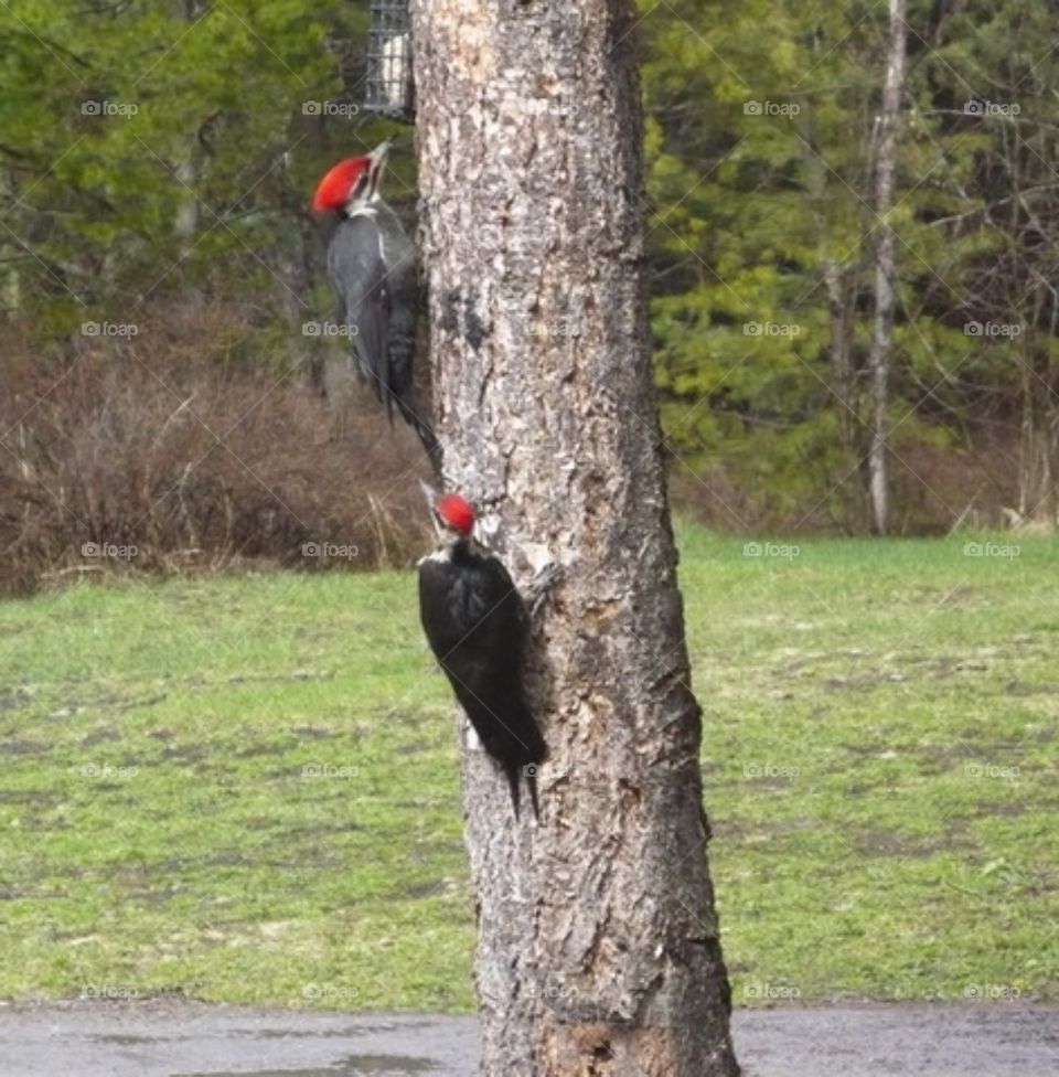 Pileated Woodpecker