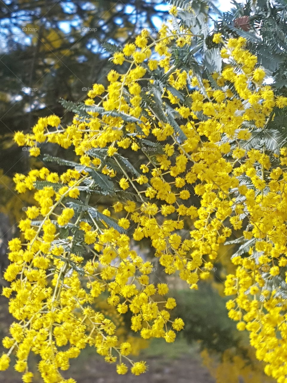 Golden wattle