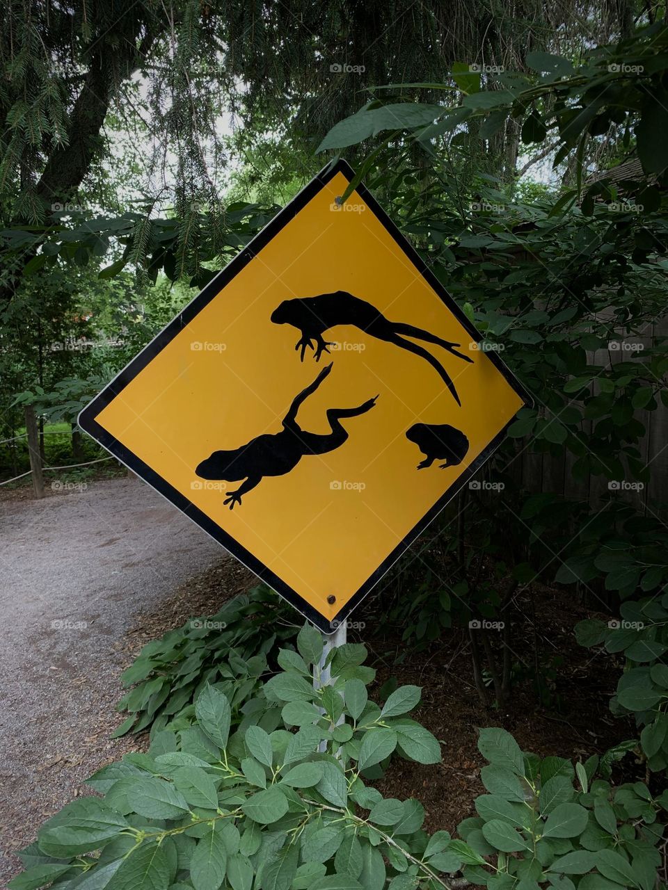 Amphibian Crossing…